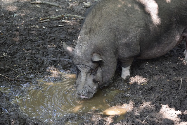 雷霆凭借整 雷霆凭借整